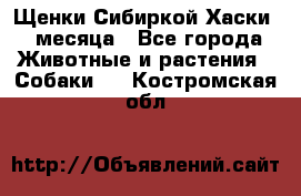 Щенки Сибиркой Хаски 2 месяца - Все города Животные и растения » Собаки   . Костромская обл.